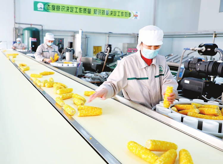 “企業(yè)+合作社+農(nóng)戶”聯(lián)動(dòng)模式助力公主嶺市農(nóng)副產(chǎn)品發(fā)展及周邊農(nóng)民就業(yè)脫貧